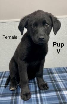 Black Labrador Retriever and Mixed Breed Dogs Available for Adoption in Pomeroy, Ohio - Pup V | PetCurious