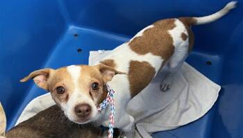 WILLSON -  Mixed Breed Dog for Adoption in Dallas, Texas - WILLSON | PetCurious