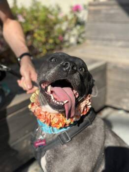 Rescue Pit Bull Terrier Dogs for Adoption in Roswell, Georgia - Sash | PetCurious