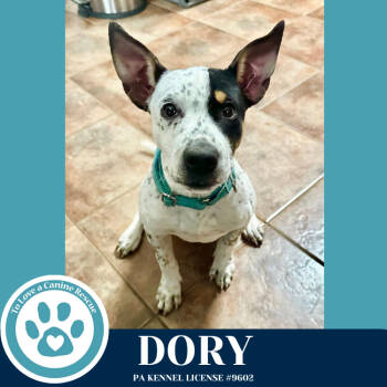 Rescue Cattle Dog Dogs for Adoption in Kimberton, Pennsylvania - Dory (Ocean Explorers) 110825 | PetCurious