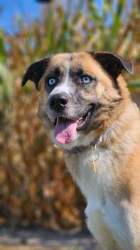Rescue Anatolian Shepherd Dogs for Adoption in Huntington, Indiana - Shirley | PetCurious