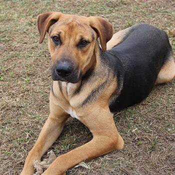 Rescue Shepherd and Hound Dogs for Adoption in Oswego, Illinois - Foster GAVIN! | PetCurious