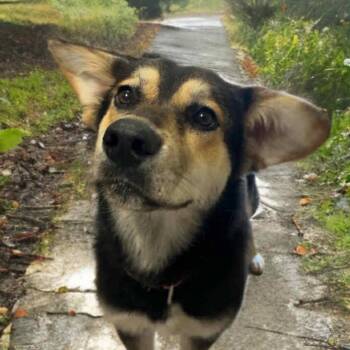 Shepherd Dogs Available for Adoption in Hinesville, Georgia - Smoke | PetCurious