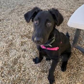 Washington -  Standard Poodle Dog for Adoption in Worcester, Massachusetts - Washington | PetCurious