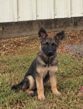 Heidi -  German Shepherd Dog Dog for Adoption in Dallas, Texas - Heidi | PetCurious