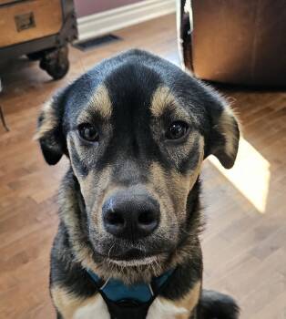 German Shepherd Dog and Husky Dogs Available for Adoption - Winston | PetCurious