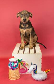 576-26 -  Pit Bull Terrier Dog for Adoption in Brighton, Colorado - 576-26 | PetCurious