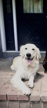Golden Retriever Dogs Available for Adoption in Southington, Connecticut - BAM | PetCurious