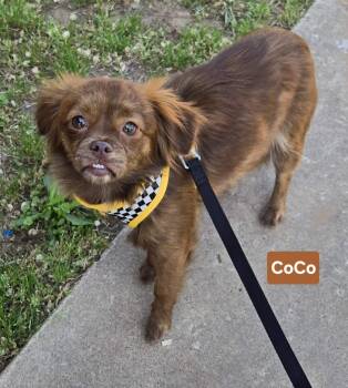 Chihuahua Dogs Available for Adoption in New Berlin, Wisconsin - COCO   $425 | PetCurious