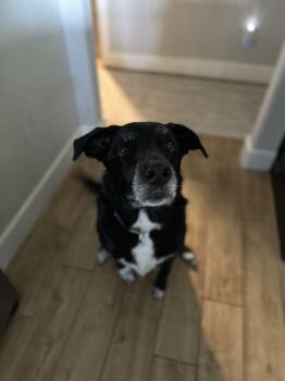 Ellie -  Black Labrador Retriever Dog for Adoption in Mcloud, Oklahoma - Ellie | PetCurious