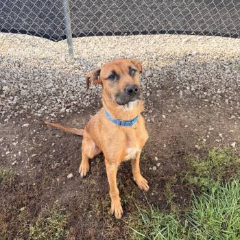 SCOOBY -  Labrador Retriever and Border Terrier Dog for Adoption in Winamac, Indiana - SCOOBY | PetCurious
