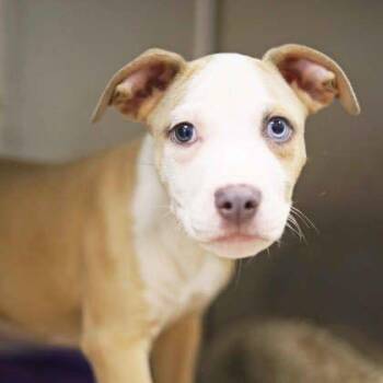 Marnie -  Mixed Breed Dog for Adoption in Atlanta, Georgia - Marnie | PetCurious