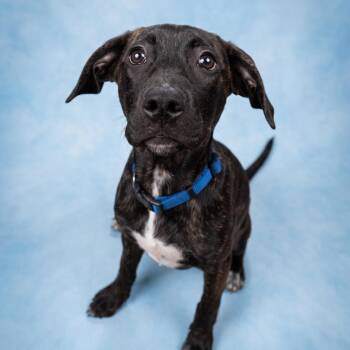 Valley -  Mixed Breed Dog for Adoption in Bangall, New York - Valley | PetCurious