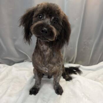 Swiss Cheese -  Miniature Poodle and Miniature Schnauzer Dog for Adoption in Foley, Alabama - Swiss Cheese | PetCurious
