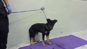 German Shepherd Dog and Mixed Breed Dogs Available for Adoption - ERICK | PetCurious