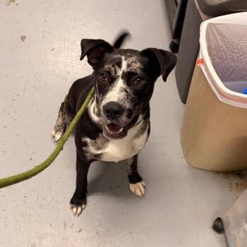 Tambor -  Labrador Retriever Dog for Adoption in Indianapolis, Indiana - Tambor | PetCurious