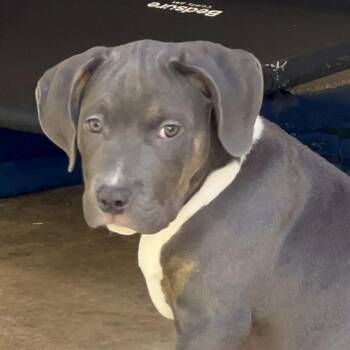 Rescue Pit Bull Terrier Dogs for Adoption in Austin, Texas - Lina SSP | PetCurious