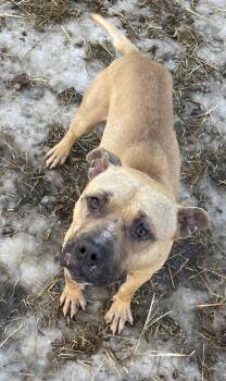 Pit Bull Terrier Dogs Available for Adoption - Ramen  | PetCurious