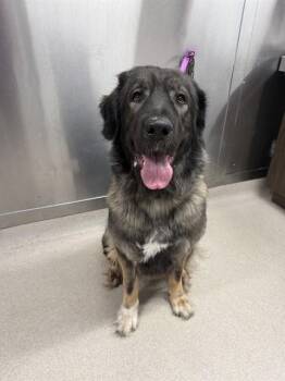SPARKY -  Anatolian Shepherd and Mixed Breed Dog for Adoption in Fairbanks, Alaska - SPARKY | PetCurious