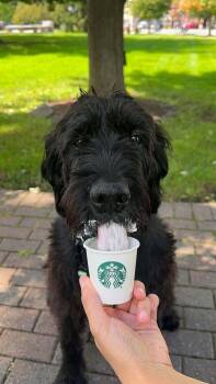 Berrylicious -  Giant Schnauzer Dog for Adoption in Wayne, New Jersey - Berrylicious | PetCurious