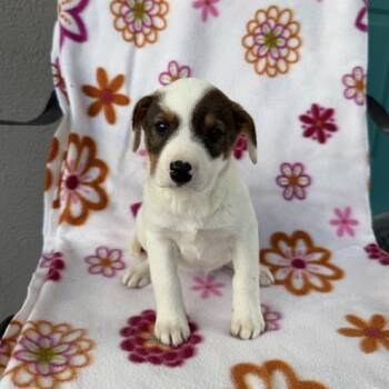 Terrier and Labrador Retriever Dogs Available for Adoption in Carencro, Louisiana - Hot Pocket | PetCurious