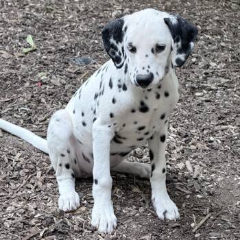 Libby -  Dalmatian Dog for Adoption in Chester Springs, Pennsylvania - Libby | PetCurious