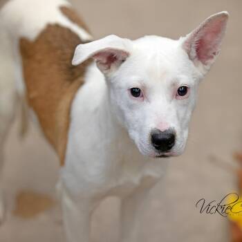 Terrier Dogs Available for Adoption - Starburst | PetCurious
