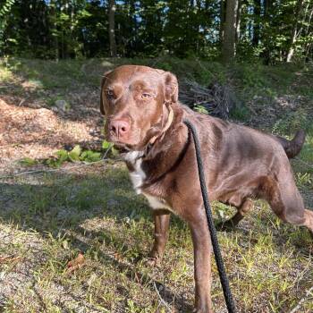 Elliot -  Chocolate Labrador Retriever and Mixed Breed Dog for Adoption in Conway, New Hampshire - Elliot | PetCurious