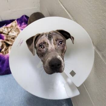 Rescue Mixed Breed Dogs for Adoption in Gainesville, Florida - Brioche | PetCurious