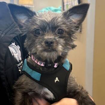 Terrier Dogs Available for Adoption in Warwick, Rhode Island - Mona | PetCurious