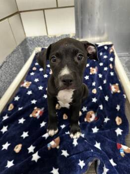 A1267833 -  Mixed Breed Dog for Adoption in Charlotte, North Carolina - A1267833 | PetCurious
