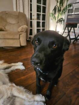 Rescue Black Labrador Retriever Dogs for Adoption in Rialto, California - Angel | PetCurious