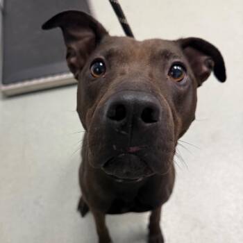 Tootsie -  Shar Pei and Terrier Dog for Adoption in Abilene, Texas - Tootsie | PetCurious