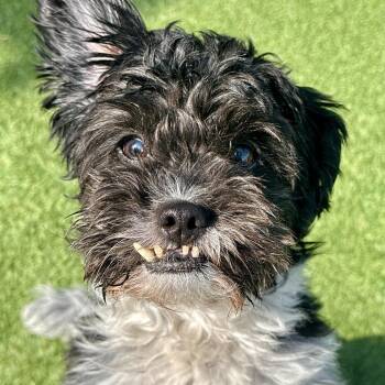 Mixed Breed Dogs Available for Adoption in Matteson, Illinois - Blake | PetCurious