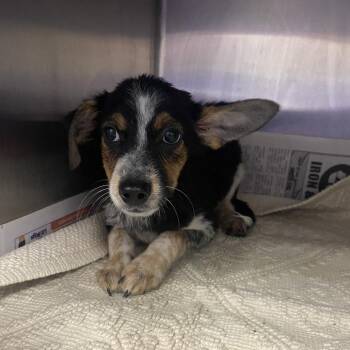 Maggie -  Australian Cattle Dog Blue Heeler and Mixed Breed Dog for Adoption in Ardmore, Oklahoma - Maggie | PetCurious