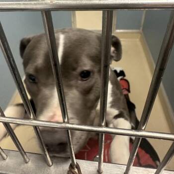 Mixed Breed Dogs Available for Adoption - Marigold | PetCurious