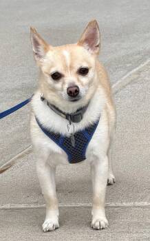Oscar -  Chihuahua Dog for Adoption in Munford, Tennessee - Oscar | PetCurious