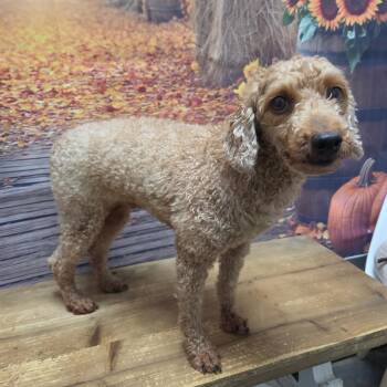 Lil Red -  Miniature Poodle Dog for Adoption in Normal, Illinois - Lil Red | PetCurious