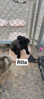 Australian Shepherd Dogs Available for Adoption in Lafayette, Colorado - Rita | PetCurious