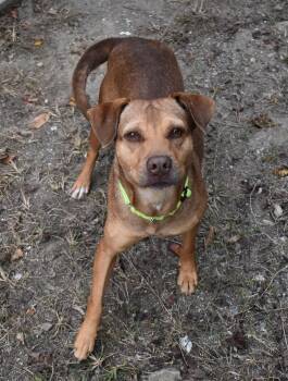 Rescue Terrier and Black Mouth Cur Dogs for Adoption in Edisto Island, South Carolina - BEEBEE | PetCurious