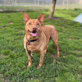 Cattle Dog Dogs Available for Adoption in Vallejo, California - Ruffo | PetCurious