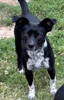 Australian Cattle Dog Blue Heeler and Australian Terrier Dogs Available for Adoption in Okolona, Mississippi - Louise | PetCurious