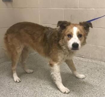 Border Collie and Mixed Breed Dogs Available for Adoption in Conroe, Texas - A426998 | PetCurious