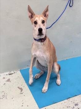 Rescue Staffordshire Bull Terrier and Mixed Breed Dogs for Adoption in Houston, Texas - SADIE | PetCurious