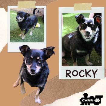 Rocky -  Terrier Dog for Adoption in Lindsay, California - Rocky | PetCurious
