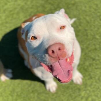 Pit Bull Terrier Dogs Available for Adoption - Poppy A2260508 | PetCurious