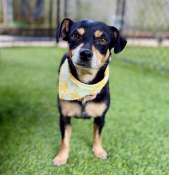 Flower -  Chihuahua and Mixed Breed Dog for Adoption in Ellijay, Georgia - Flower | PetCurious
