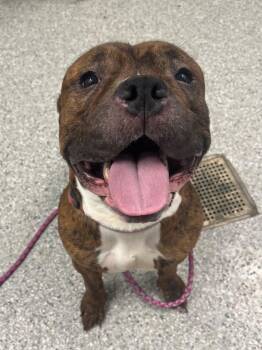 Terrier Dogs Available for Adoption - Bentley | PetCurious