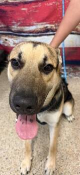 WALDO -  German Shepherd Dog and Mixed Breed Dog for Adoption in Doral, Florida - WALDO | PetCurious