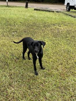 Rescue Labrador Retriever and Mixed Breed Dogs for Adoption in Chester, South Carolina - PRINCESS PADME | PetCurious